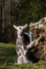 Chèvre du massif central