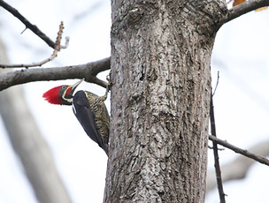 Lineated woodpecker during a birdwatching tour near Playa Naranjo on the Nicoya Peninsula