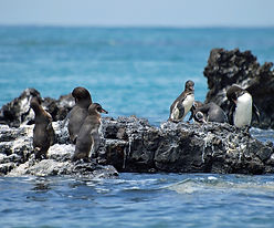 Galaeco-Galapagos-Pinguino.jpg