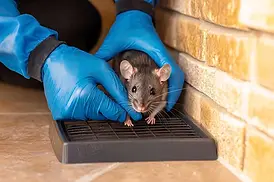 Choosing a Trusted Rodent Dropping Removal Company Boca Raton FL.webp