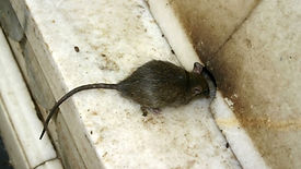 Choosing a Trusted Rodent Dropping Removal Company Boca Raton FL.jpg