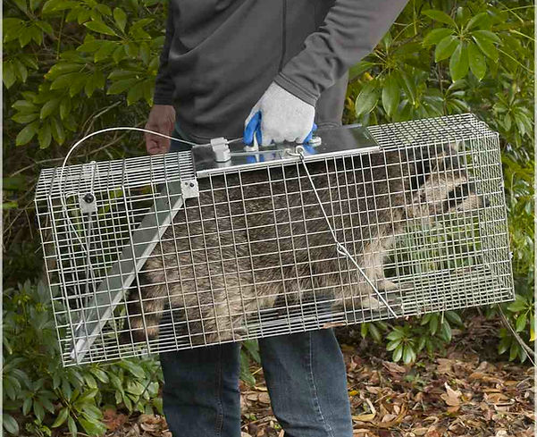 The Health-Wise Trapping Process.jpg