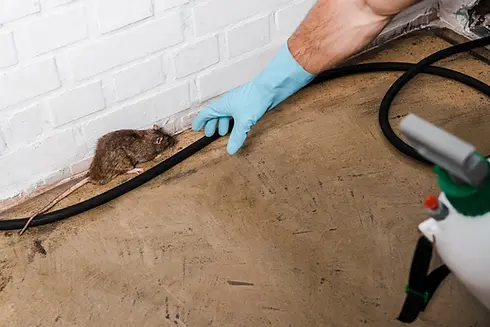 Why Professional Rodent Dropping Removal Services Boca Raton FL are Non-Negotiable.webp