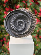 Burnished Iron & Bronze Ammonoid.jpeg