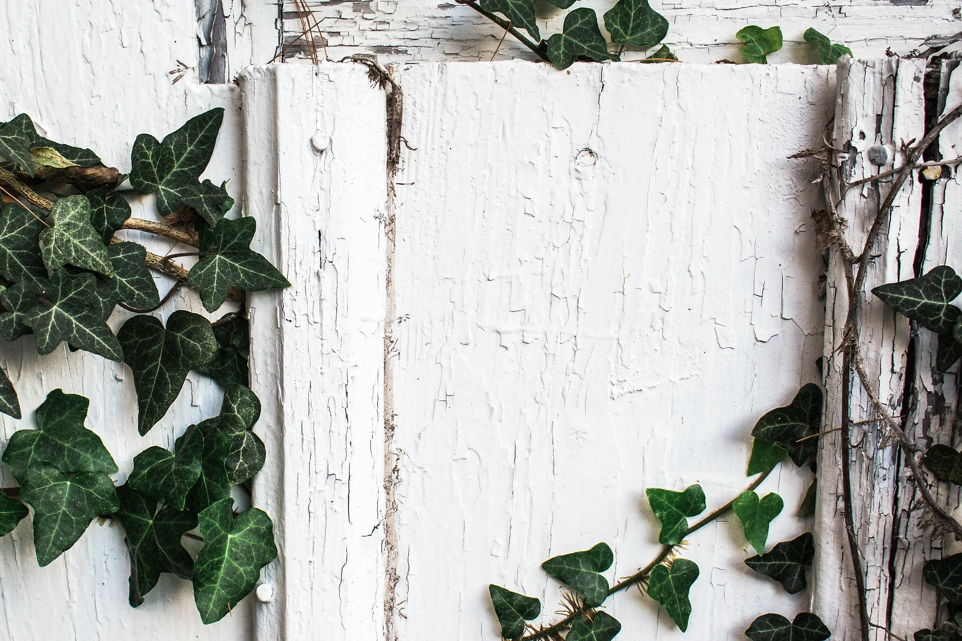Image by Kelli Tungay.webp
