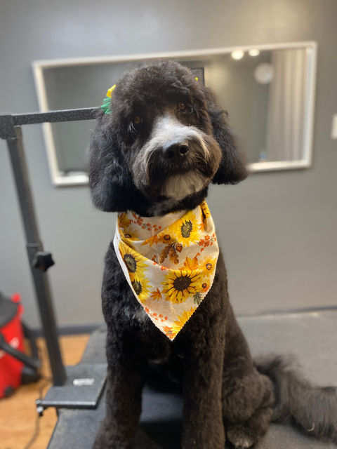 Mobile Grooming | Columbus, Ohio