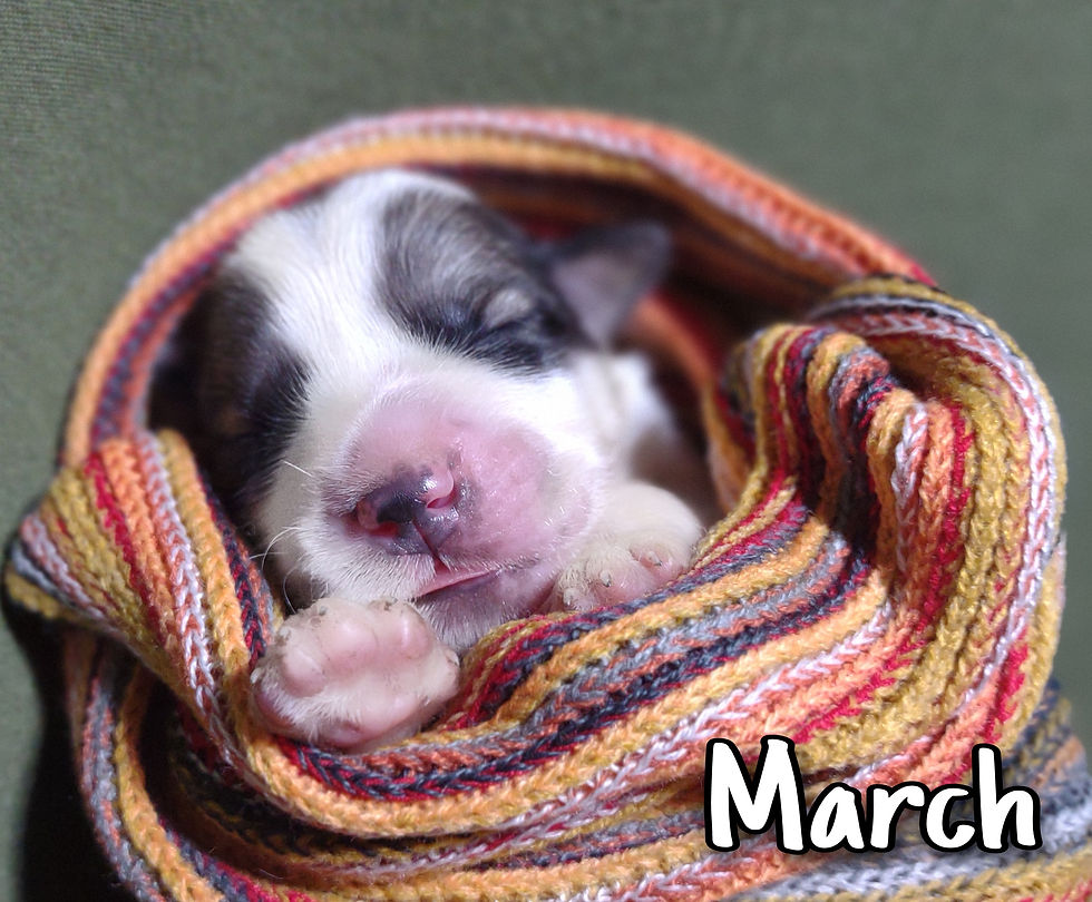 Thumbnail: March Great Pyrenees Puppy