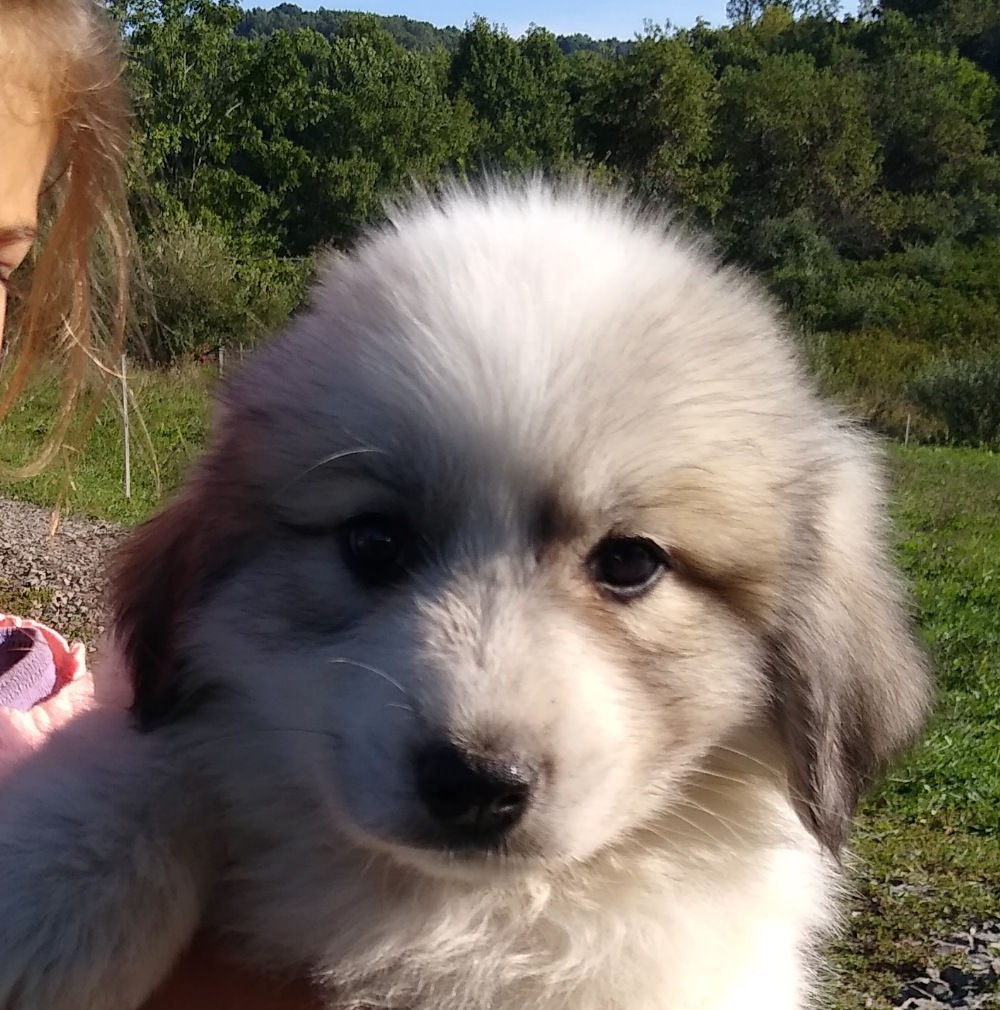 Frodo Great Pyrenees Puppy