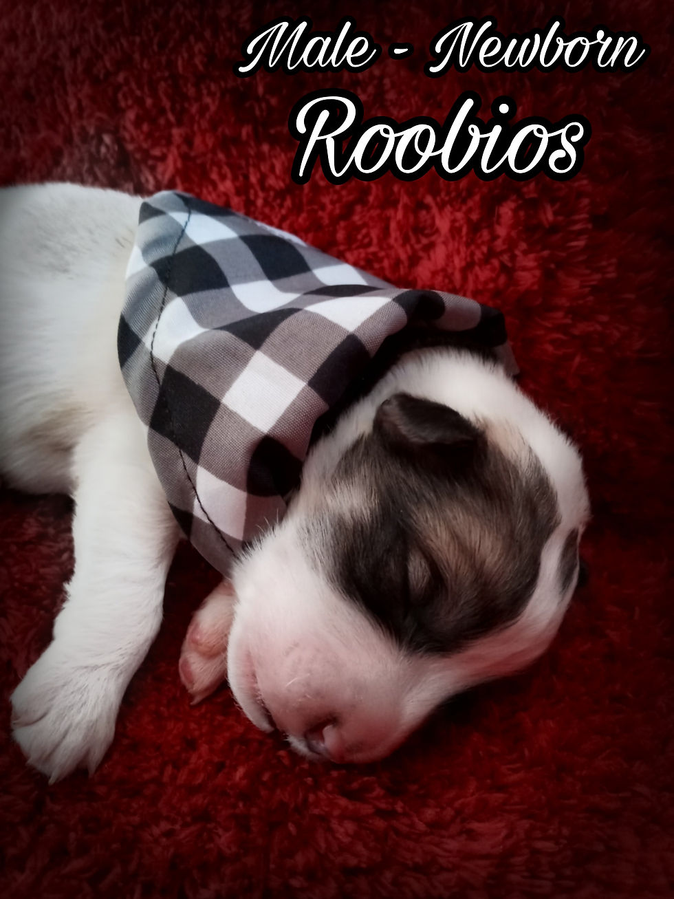 Thumbnail: Roobios Great Pyrenees Puppy
