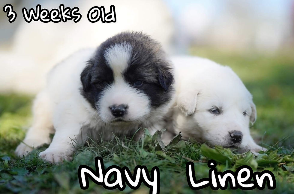 Thumbnail: Navy Great Pyrenees Puppy