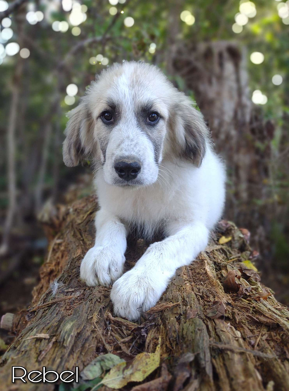 Thumbnail: Rebel Male Great Pyrenees Puppy