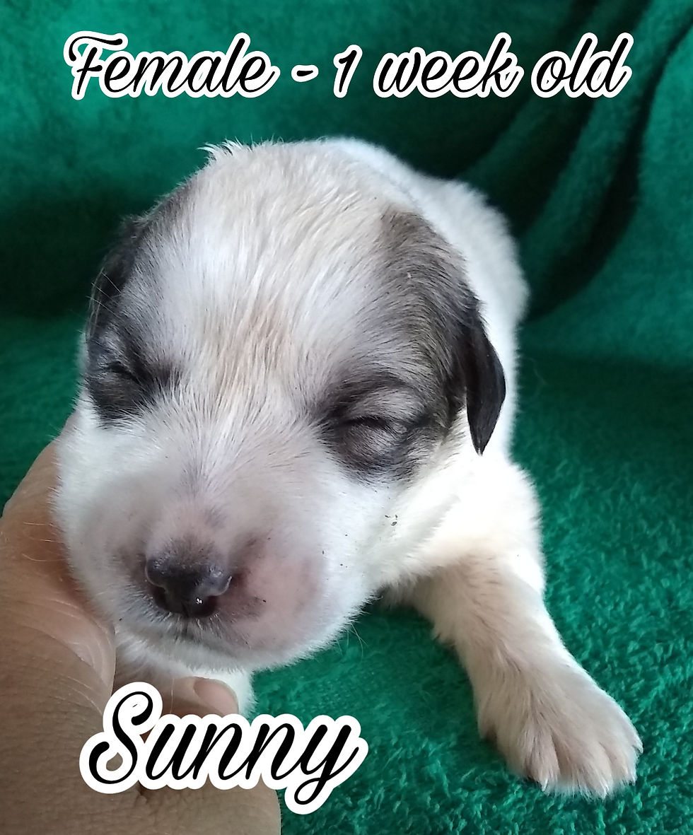 Thumbnail: Sunny Great Pyrenees Puppy