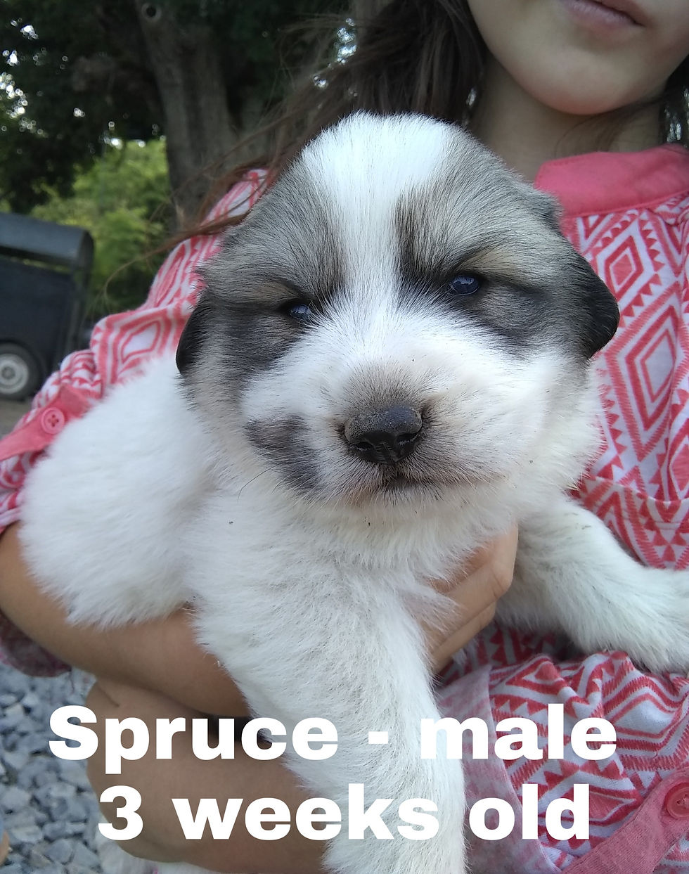 Thumbnail: Spruce Great Pyrenees Puppy