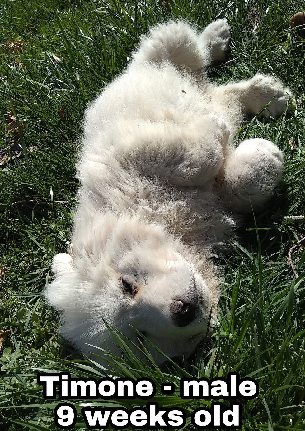 Thumbnail: Timone Great Pyrenees Puppy