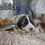 Thumbnail: Soldier Male Great Pyrenees Puppy