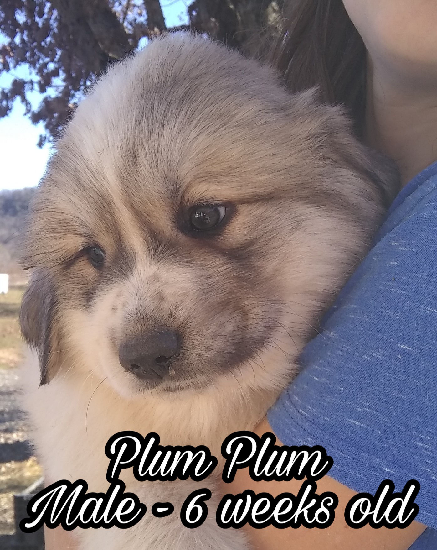 Plum Plum Great Pyrenees Puppy