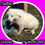 Thumbnail: Cotton Great Pyrenees Puppy