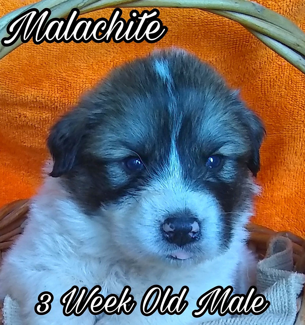 Thumbnail: Malachite Great Pyrenees Puppy