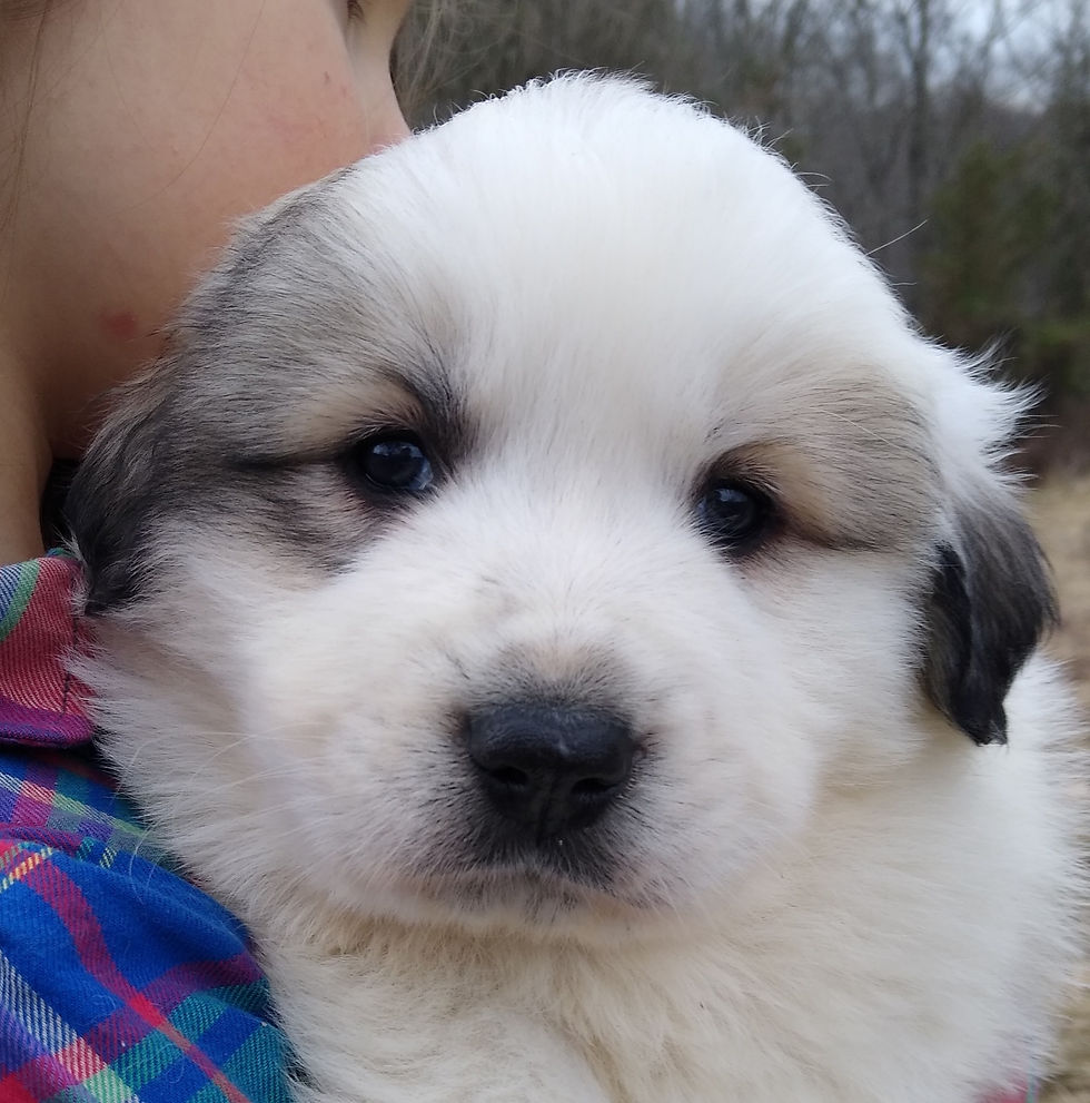 Thumbnail: Rafiki Great Pyrenees Puppy