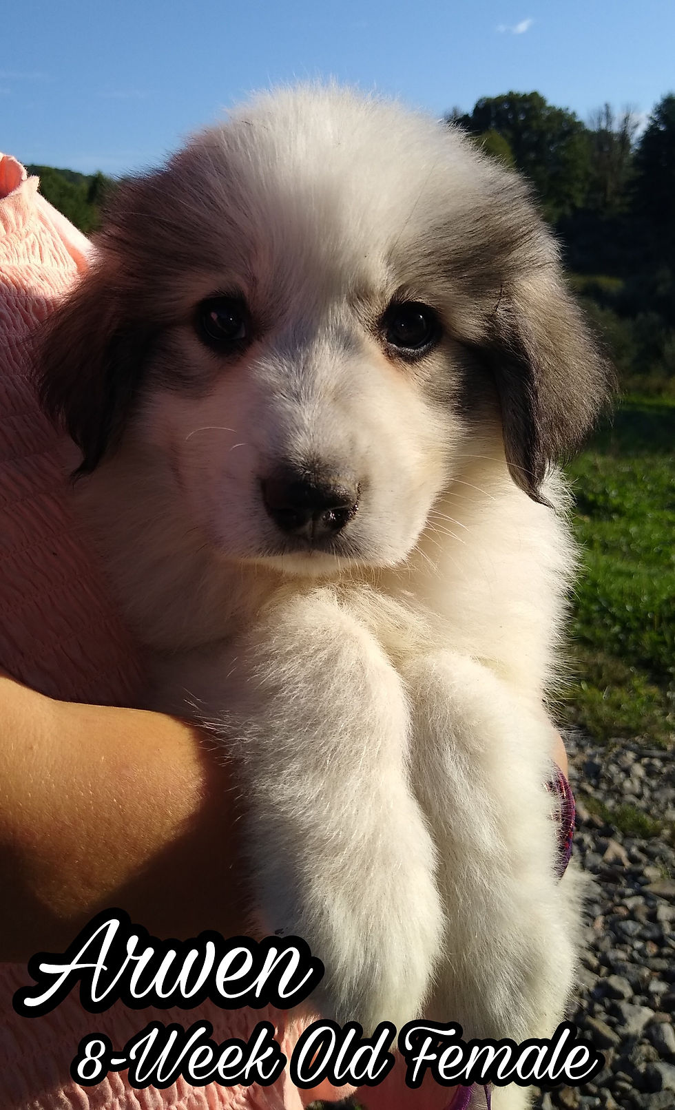 Thumbnail: Arwen Great Pyrenees Puppy