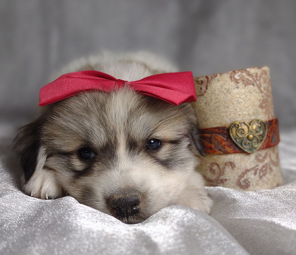 Thumbnail: November Great Pyrenees Puppy