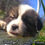 Thumbnail: Amethyst Great Pyrenees Puppy