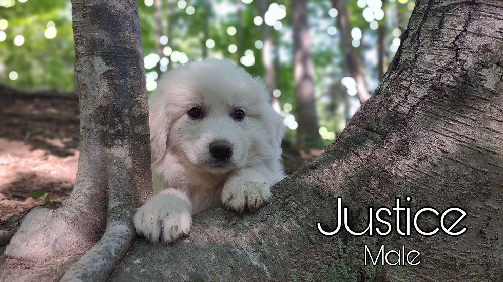 Thumbnail: Justice Male Great Pyrenees Puppy