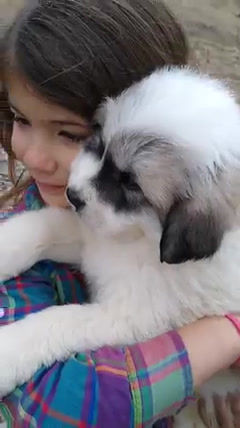 Thumbnail: Jabali Great Pyrenees Puppy
