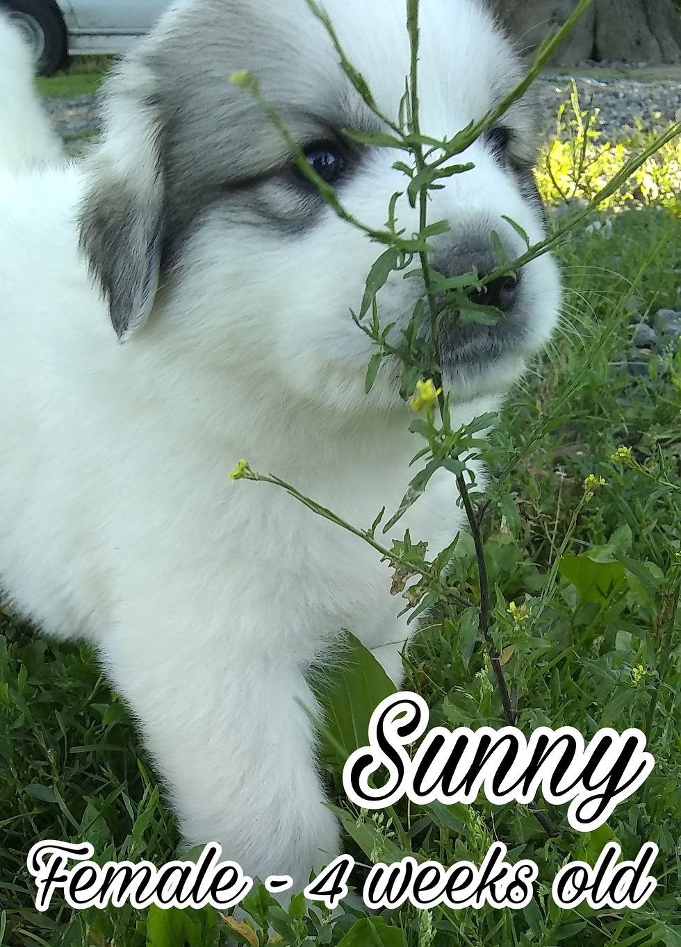 Thumbnail: Sunny Great Pyrenees Puppy