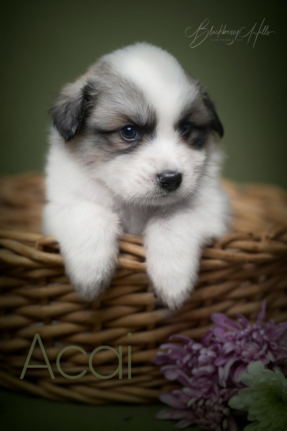 Thumbnail: Acai Great Pyrenees Puppy