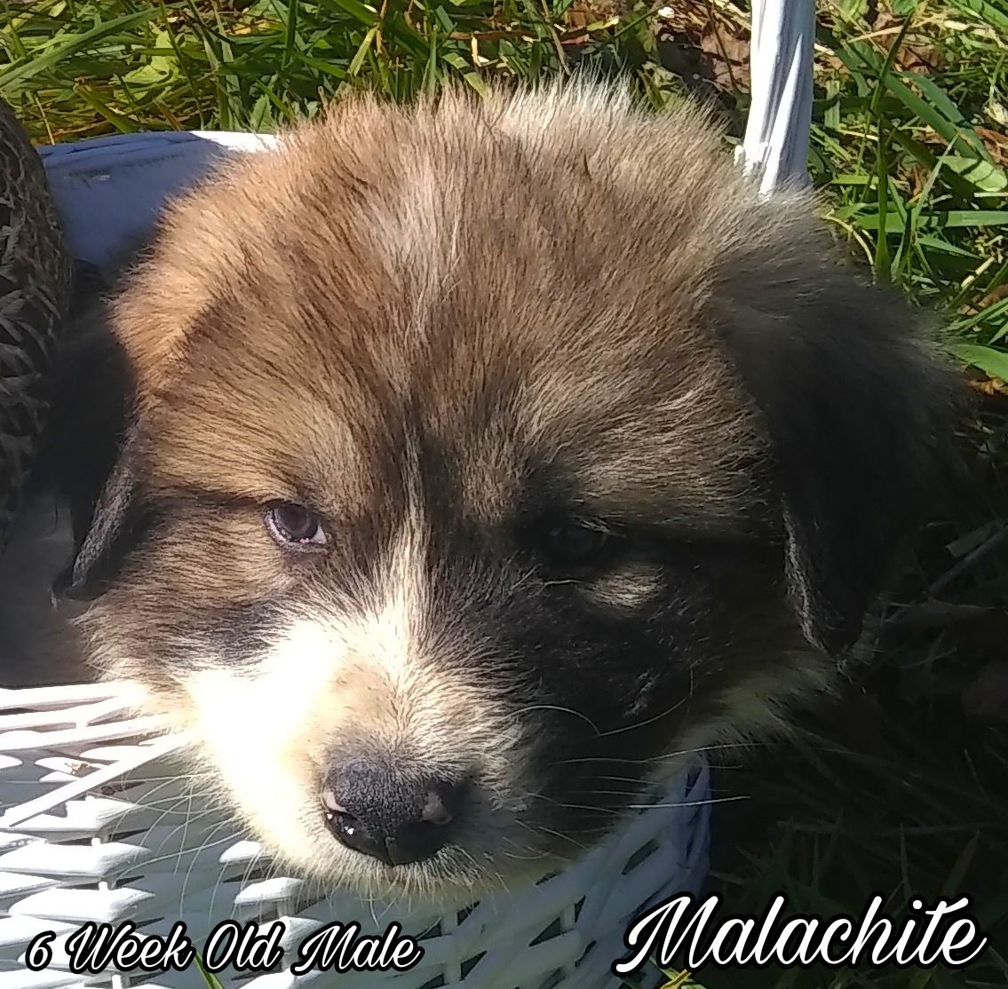Malachite Great Pyrenees Puppy