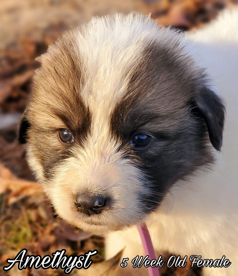 Thumbnail: Amethyst Great Pyrenees Puppy