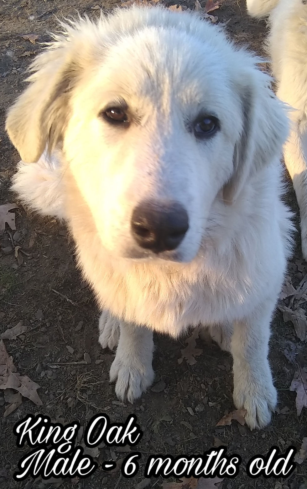 Thumbnail: King Great Pyrenees Puppy