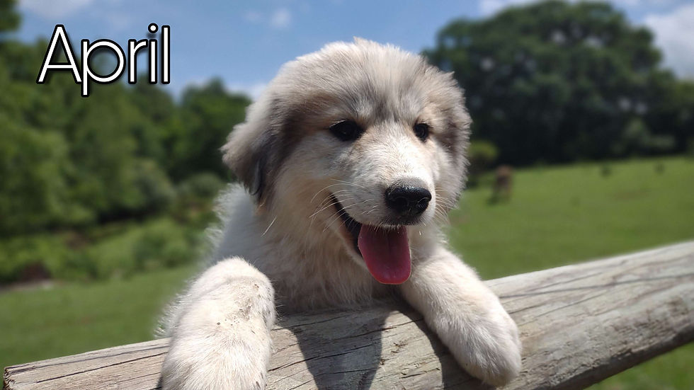 Thumbnail: April Great Pyrenees Puppy