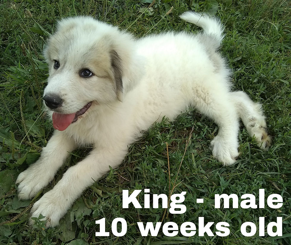 Thumbnail: King Great Pyrenees Puppy