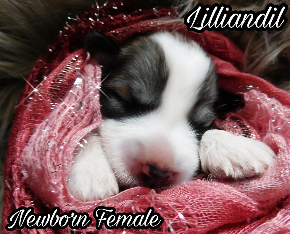 Thumbnail: Lilliandil Great Pyrenees Puppy