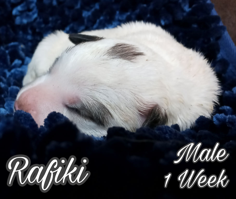 Thumbnail: Rafiki Great Pyrenees Puppy