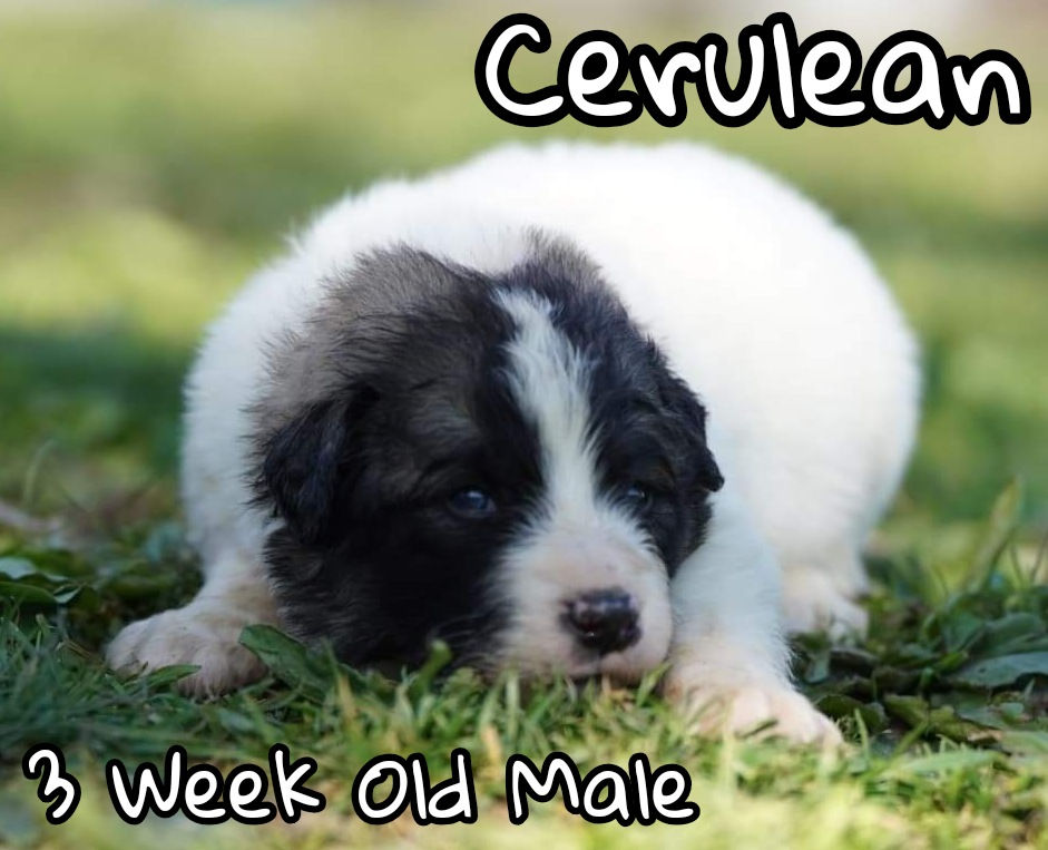 Thumbnail: Cerulean Great Pyrenees Puppy