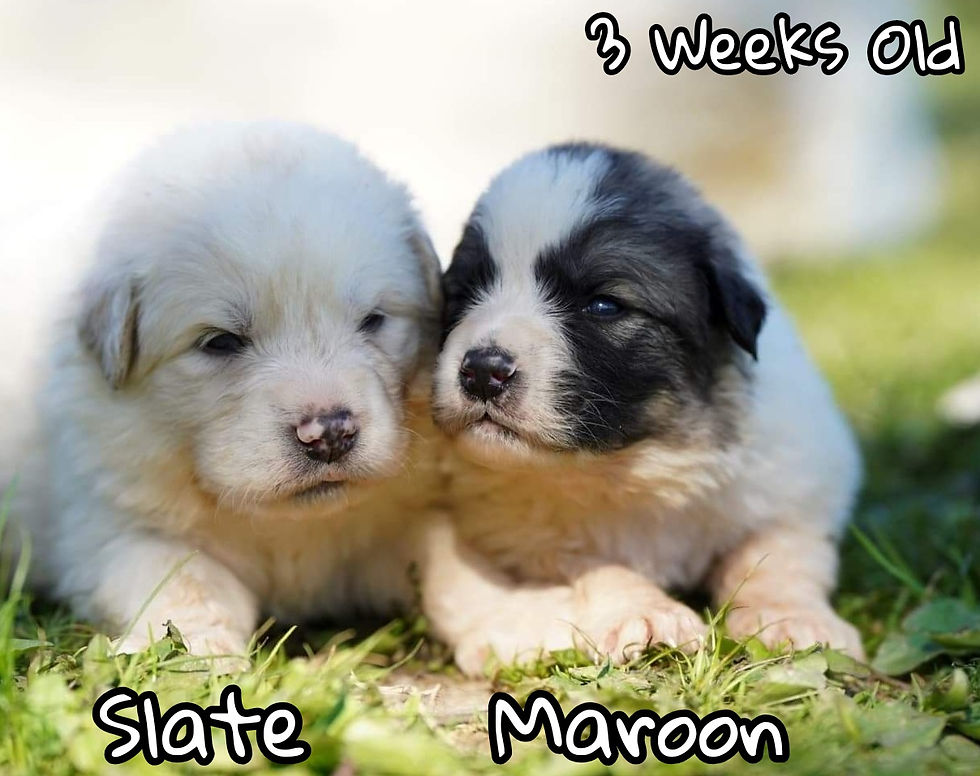 Thumbnail: Maroon Great Pyrenees Puppy