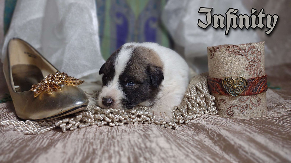 Thumbnail: Infinity Male Great Pyrenees Puppy