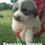 Thumbnail: Sequioa Great Pyrenees Puppy