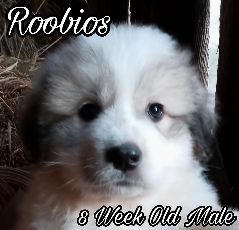 Thumbnail: Roobios Great Pyrenees Puppy