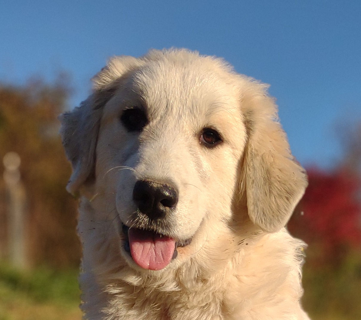 April Great Pyrenees Puppy
