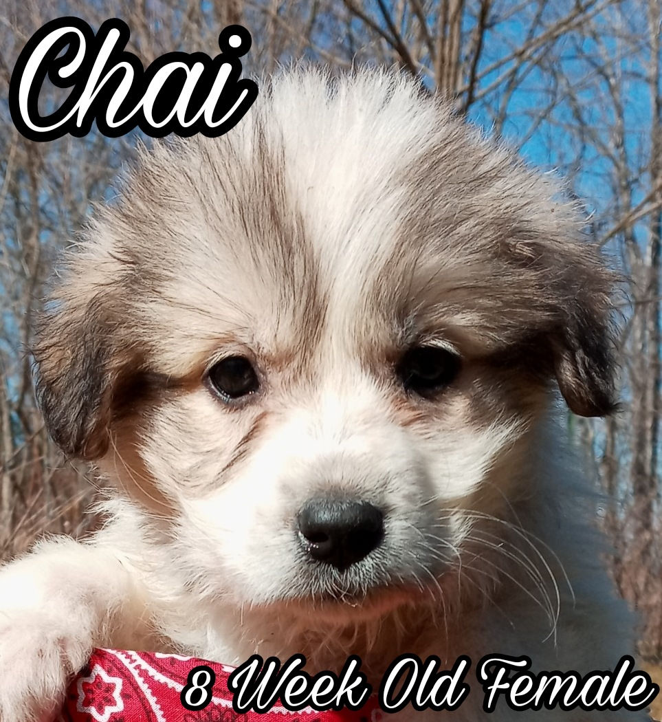 Thumbnail: Chai Great Pyrenees Puppy