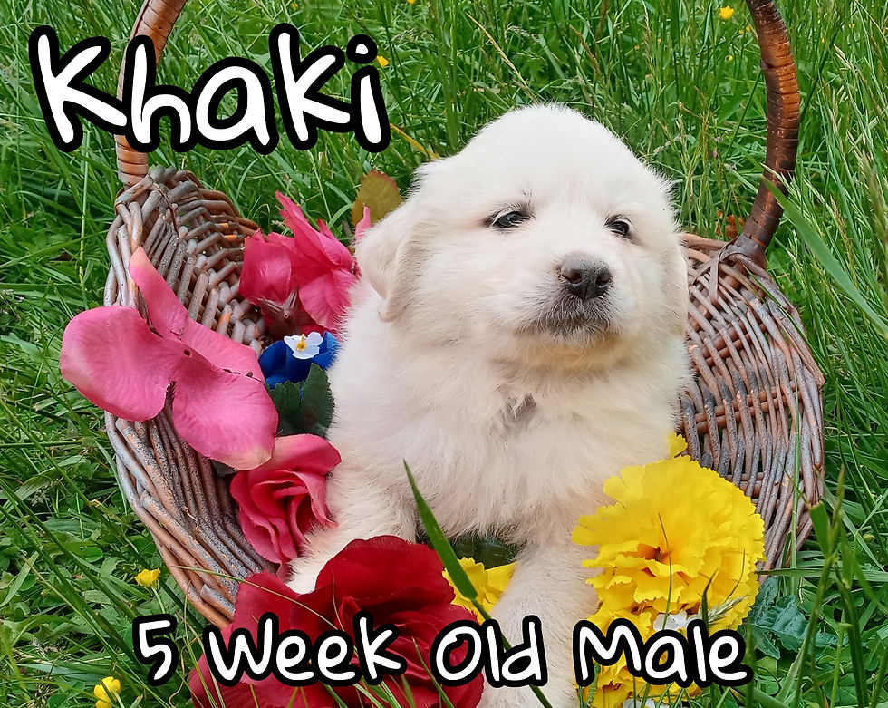 Thumbnail: Khaki Great Pyrenees Puppy