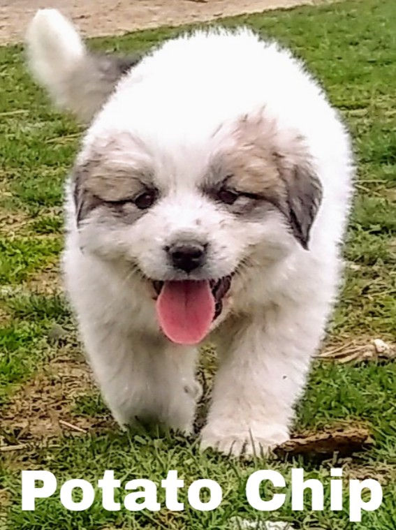 Thumbnail: Potato Chip Great Pyrenese Puppy