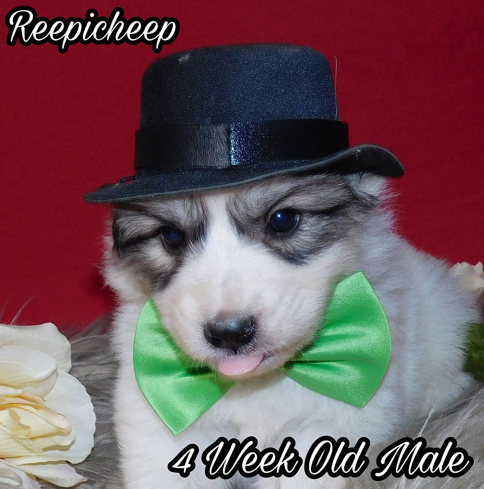Thumbnail: Reepicheep Great Pyrenees Puppy
