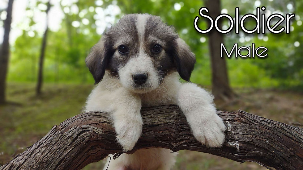 Thumbnail: Soldier Male Great Pyrenees Puppy