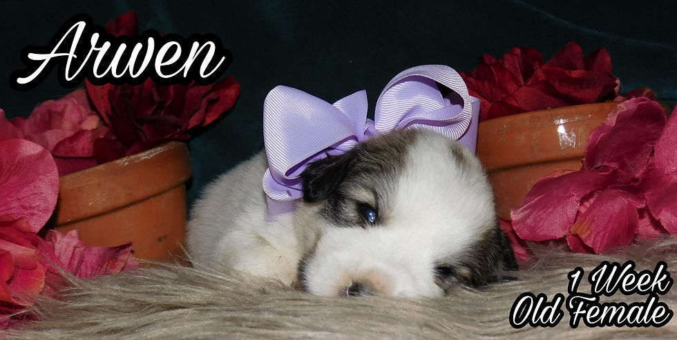 Thumbnail: Arwen Great Pyrenees Puppy