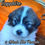 Thumbnail: Sapphire Great Pyrenees Puppy